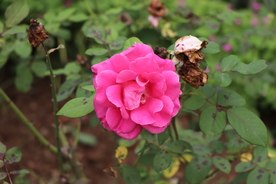 粉红色月季花图片