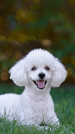 宠物狗动物照片手机高清壁纸