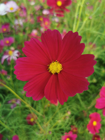 波斯菊
