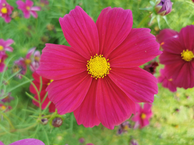 波斯菊
