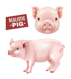 猪  手绘猪  卡通猪