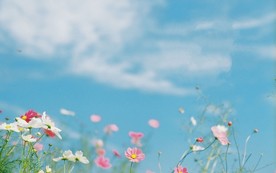 清新可爱小花花和天空