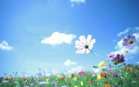 仰拍蓝天和小花壁纸图片