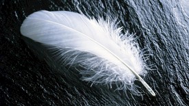 可爱羽毛摄影壁纸图片