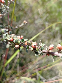 野生橘红小果子