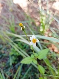三叶鬼针草野花