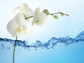 水水面牡丹花