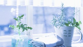 窗台杯子植物唯美浅蓝图片