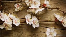 古风典雅色白梅花图片