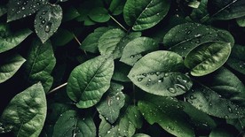 树叶深绿背景素材图片