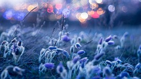 紫色梦幻灯光光晕小花图片