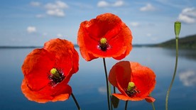 湖畔红花虞美人图片