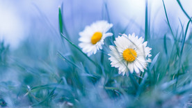 小雏菊小花蓝色背景壁纸