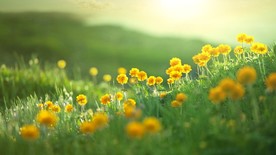 黄绿阳光花草唯美图片