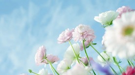 粉嫩小花和蓝色天空图片