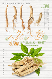 中医药材人参海报
