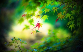 拍摄素材