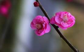 拍摄素材