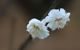 拍摄素材