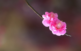 拍摄素材