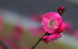 拍摄素材