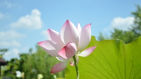 拍摄素材