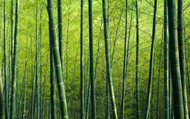 拍摄素材