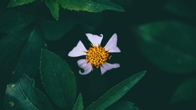 拍摄素材