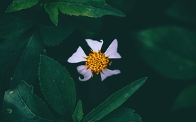 拍摄素材
