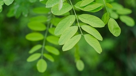 拍摄素材