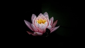 拍摄素材