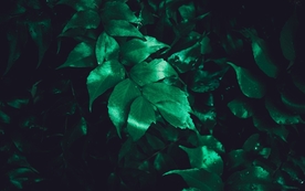 拍摄素材