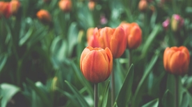 拍摄素材
