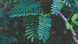 拍摄素材