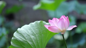 拍摄素材
