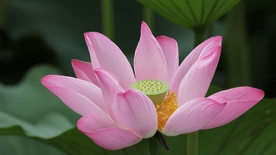 拍摄素材