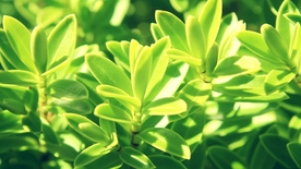 拍摄素材