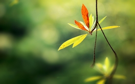 拍摄素材