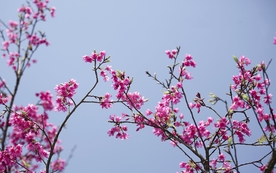 拍摄素材