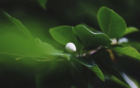 拍摄素材