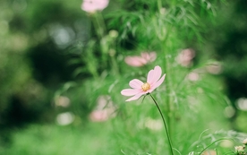 拍摄素材