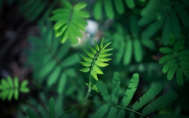 拍摄素材