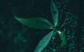 拍摄素材