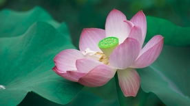 拍摄素材