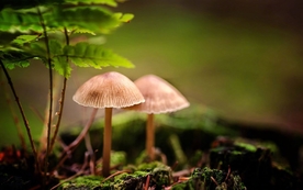 拍摄素材