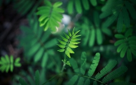 拍摄素材