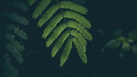 拍摄素材