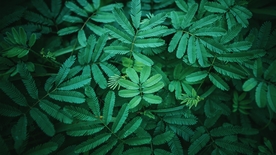 拍摄素材
