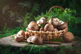 香菇蘑菇森林木桩背景海报素材