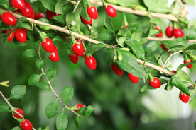 水果果实夜晚背景海报素材